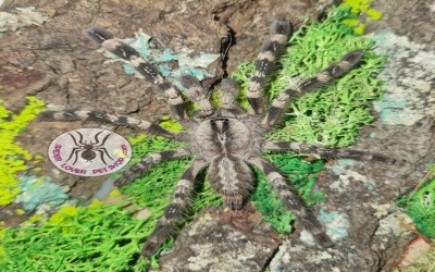 poecilotheria regalis unsex 3-4 cm tarantula